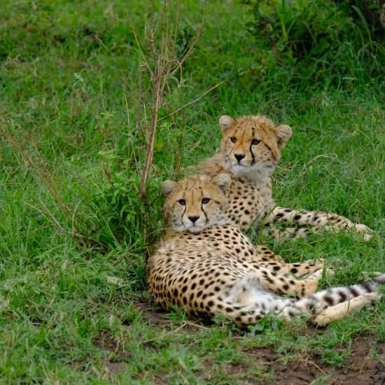 2 Days Tanzania camping safari