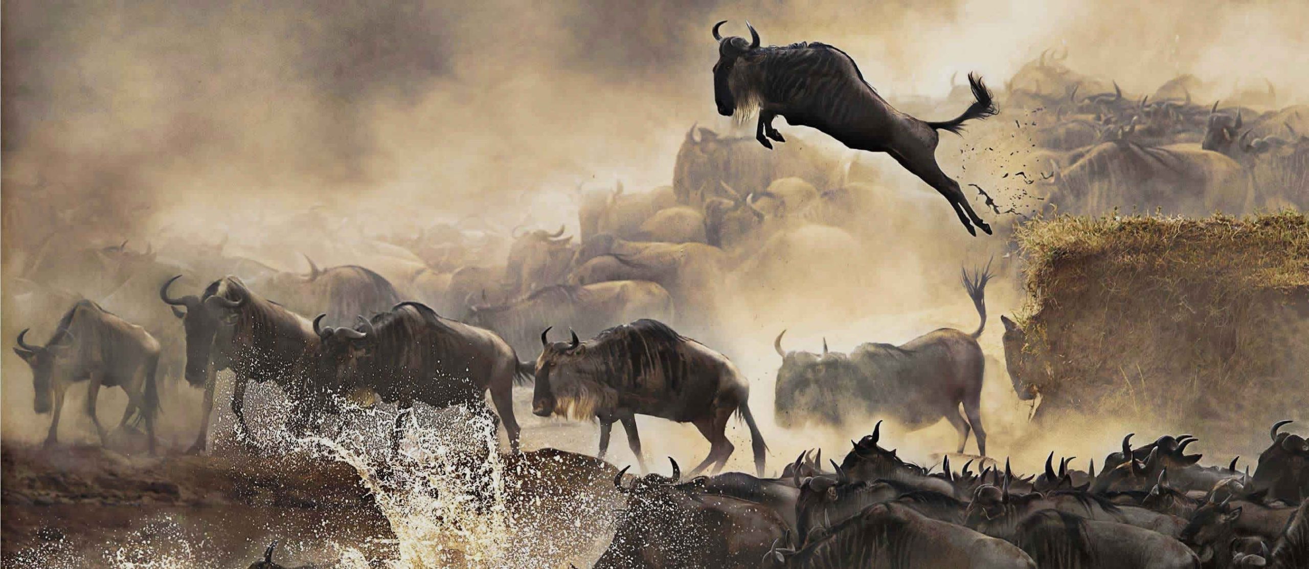 serengeti wildebeest migration 