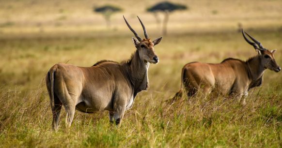 the best tanzania safari parks