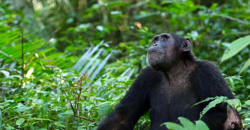 Mahale chimpanzee trekking 