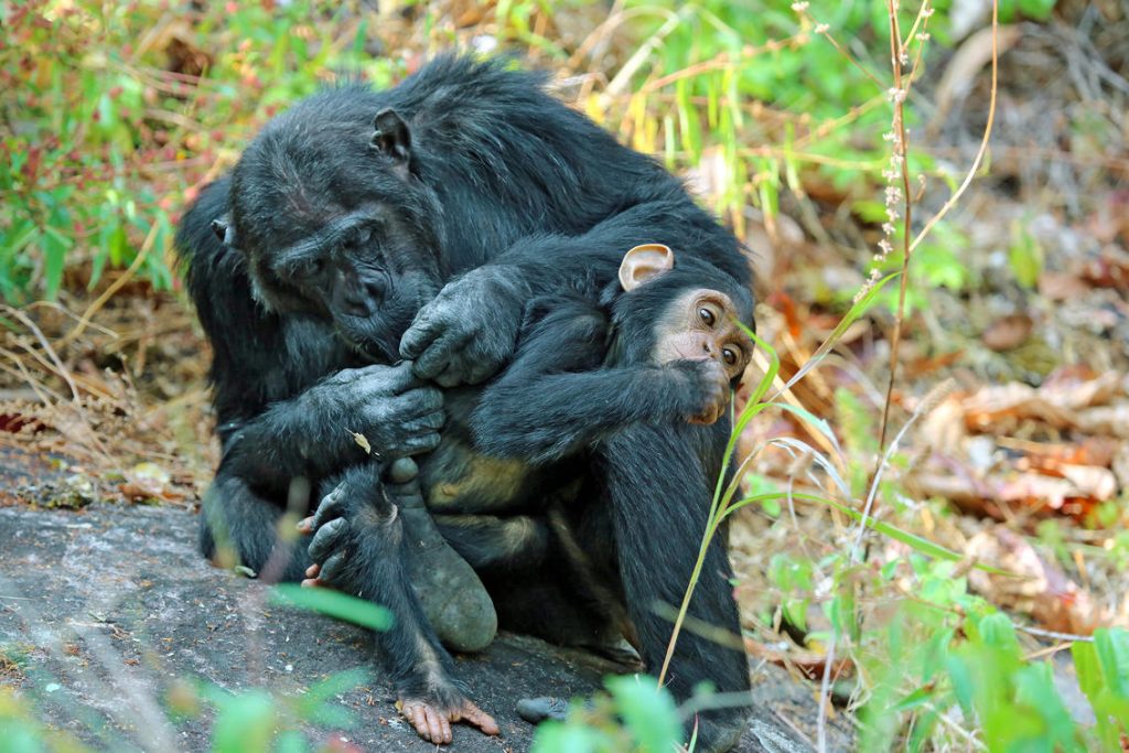 mahale chimpanzee trekking 